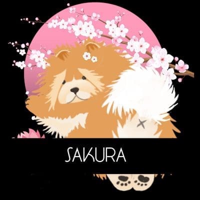 Meet little SAKURA the chow in the cherry blossoms -and Happy Birthday Ihana! Meet little SAKURA the chow in the cherry blossoms -and Happy Birthday Ihana!