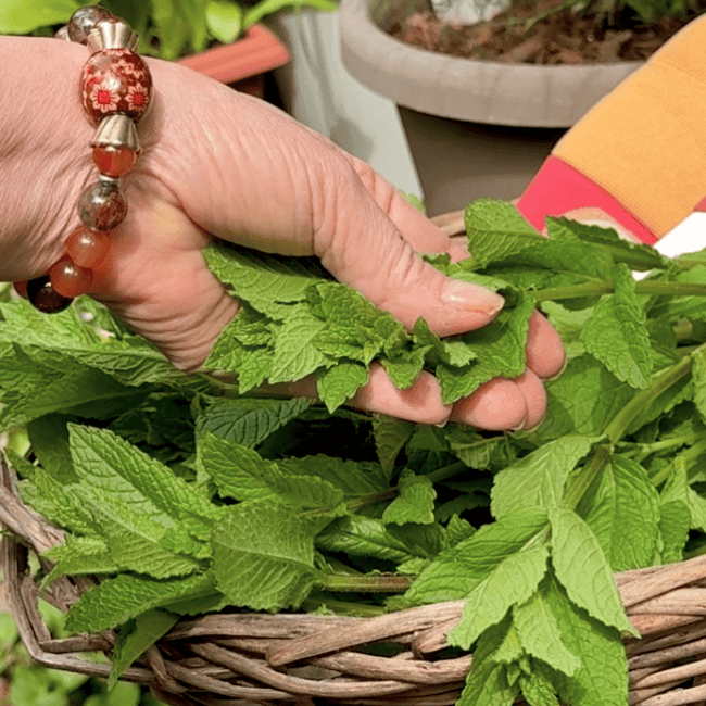 MINT TO BE…THE MEGA PEPPERMINT PATCH MINT TO BE…THE MEGA PEPPERMINT PATCH