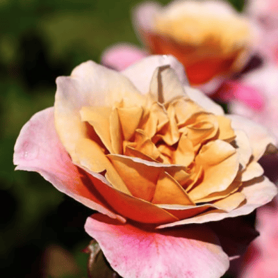COFFEE BEAN ROSE