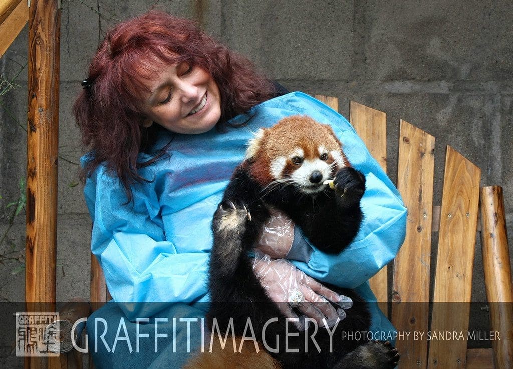 red panda sandra