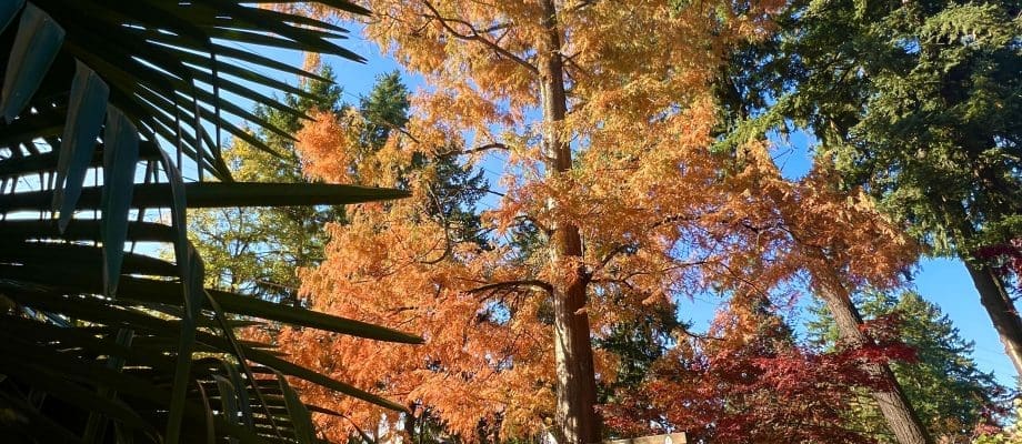 DAWN REDWOOD-The tree that wasn’t dead